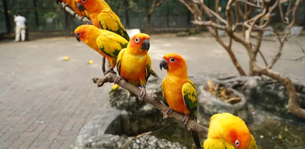 The Joy and Uniqueness of BirdTrek