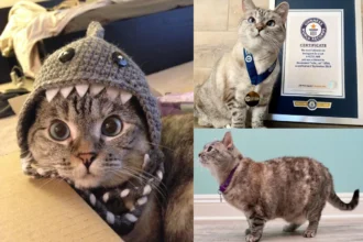 meet nala cat the instagram star with a ton of fo – tymoff