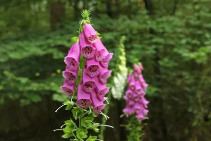 gumshoe foxglove